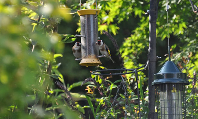 A pair of goldfinches on a bird feeder