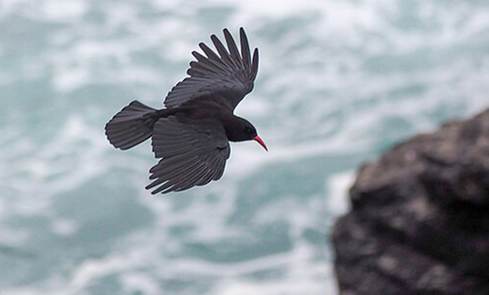 A Cornish chough flying over the sea