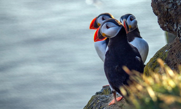 Three puffins perched on a rock