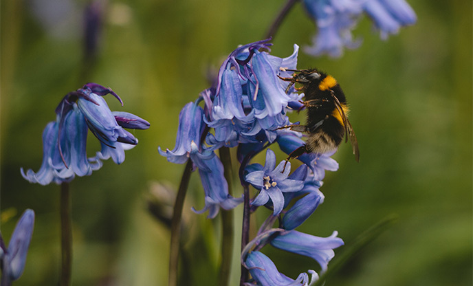 A bee collecting pollen from bluebells
