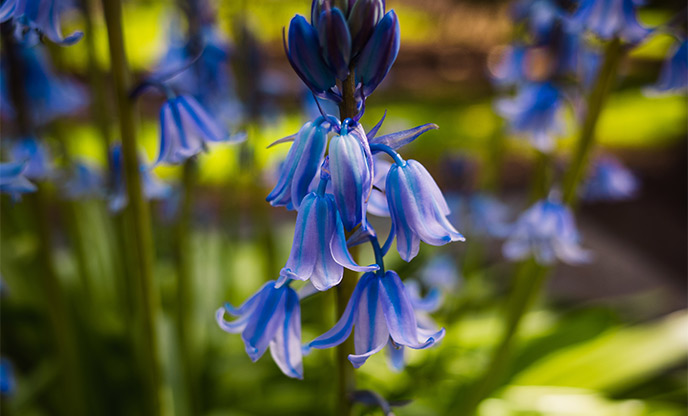 Close up of bluebells 