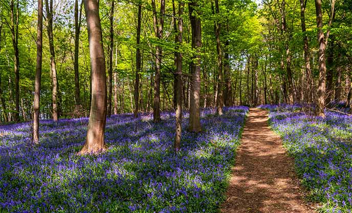 A carpet of bluebells amongst the trees in a woodland, with a footpath running through them