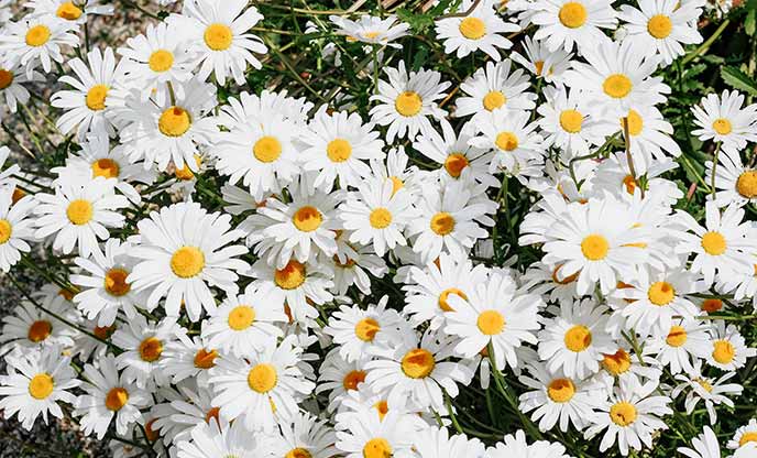 A clump of daisies with white petals and bright yellow centres