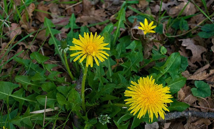 Two yellow dandelion flowers, with yellow petals and angular green leaves