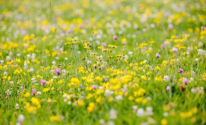 A carpet of yellow, pink, and white wildflowers growing amid the grass
