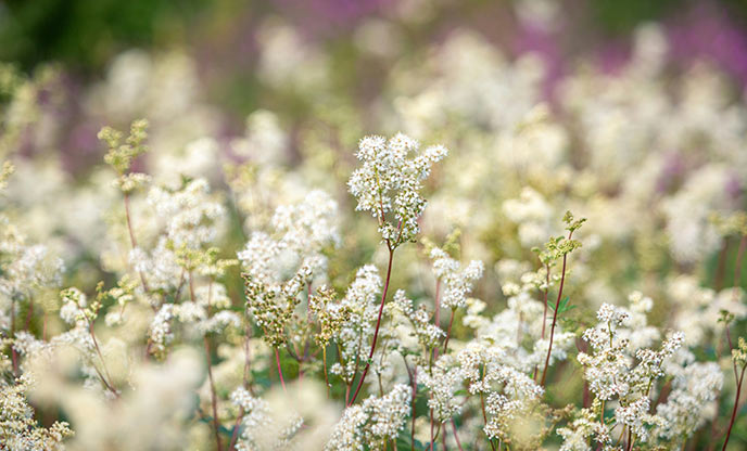The white blooms of meadowsweet