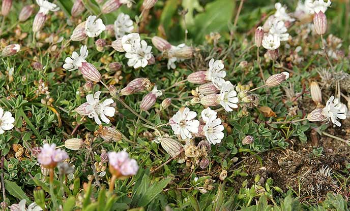 White sea campion flowers with bulbous, purple-streaked backs