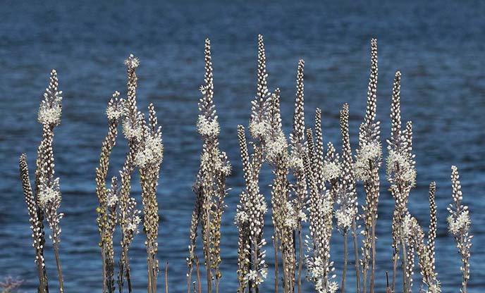 Tall, white sea squill flowers in front of the ocean
