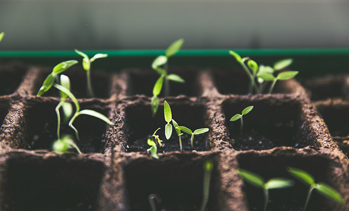 Seedlings growing in a tray of cells