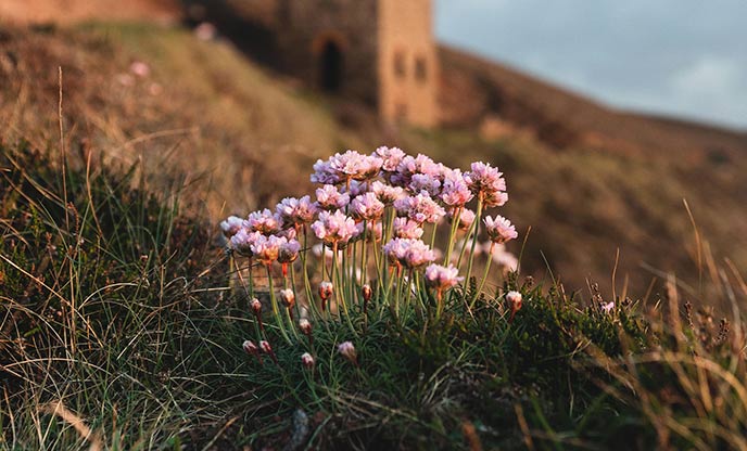 Discover the UK's wildflowers