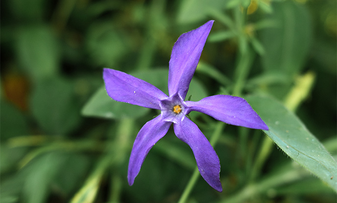 A purple flower amongst the grass