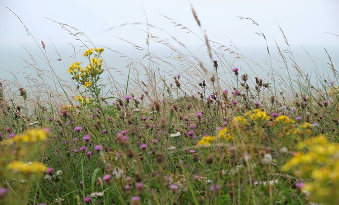 yellow, pink, and white wild flowers in the foreground with the sea just visible in the background.