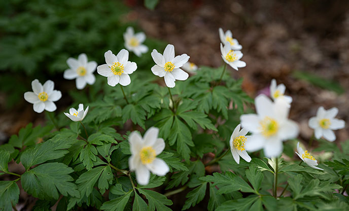 wood anenome flowers, with white petals and yellow centres