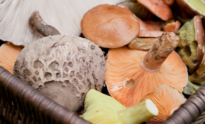 Mushroom foraging guide