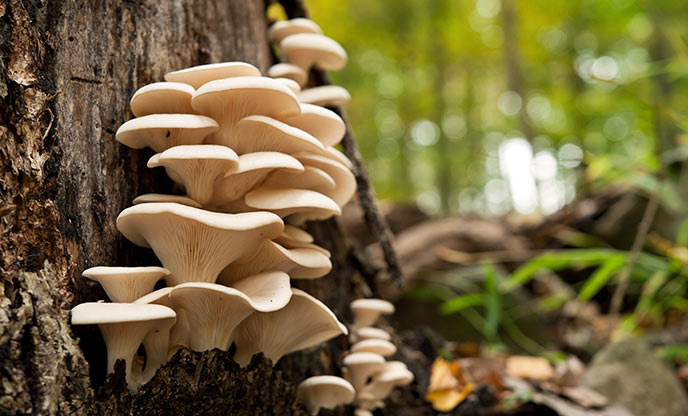 Oyster mushrooms growing on a tree