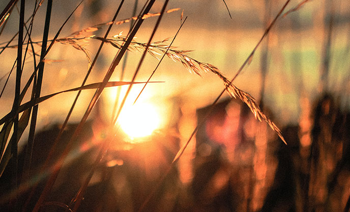 sunset through grains of wheat