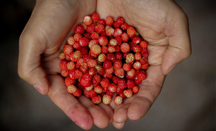 Someone holding a handful of wild strawberries from foraging