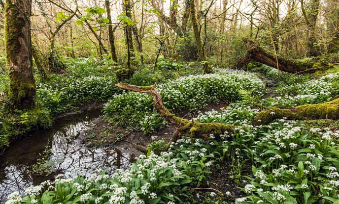 spring foraging in the woods looking for wild garlic