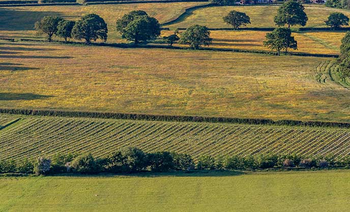 The best vineyards in Sussex