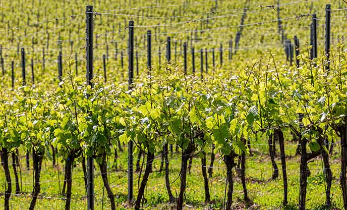 Sun-drenched vines in Sussex