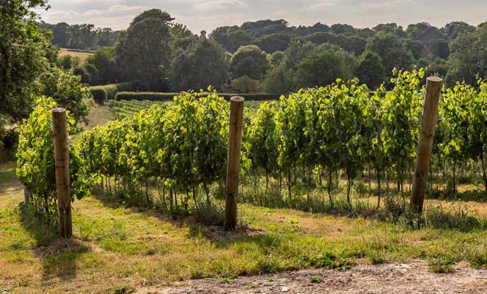 A sussex vineyard in late afternoon sunshine