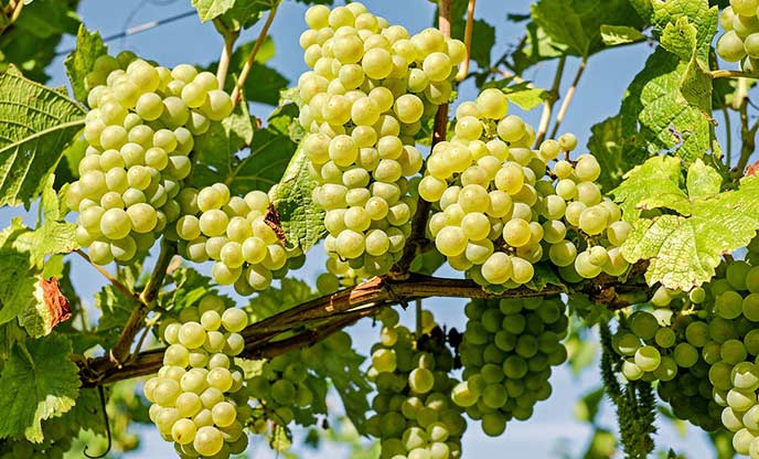 White grapes on the vine