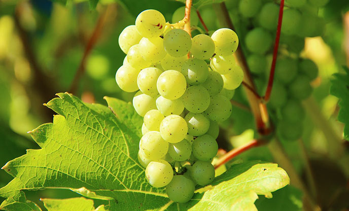 White grapes on the vine