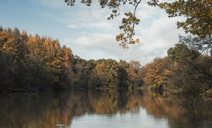 A beautiful lake surrounded by golden trees in autumn at Cannop Ponds in The Forest of Dean