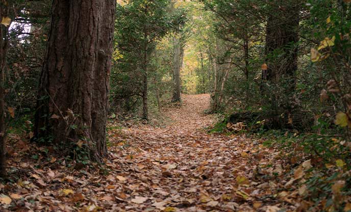 A path covered in autumn leaves through the trees at The New Forest in Hampshire