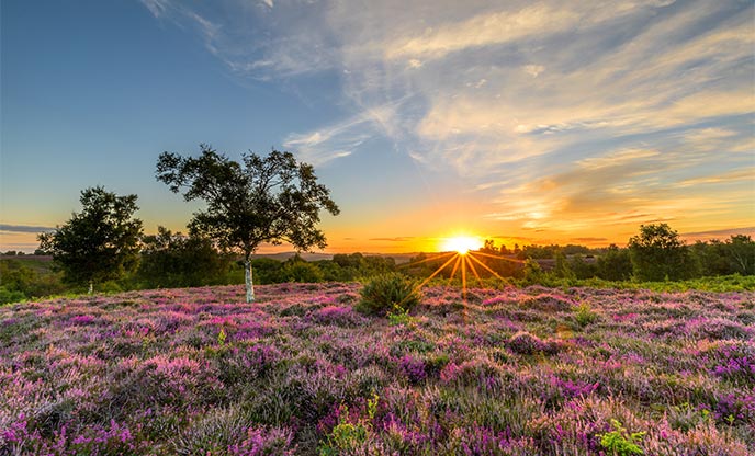 Golden sunset at The New Forest National Park