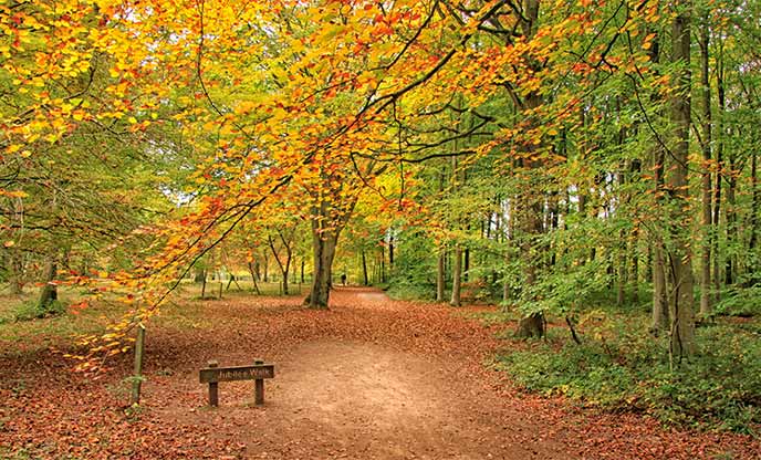 Autumn leaves encompassing woodland trail in Herefordshire