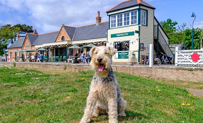 Lakeland Terrier visiting Off the Rails restaurant in Yarmouth