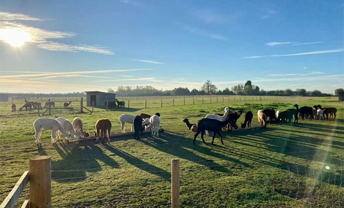Alpacas grazing in field as sun is shining