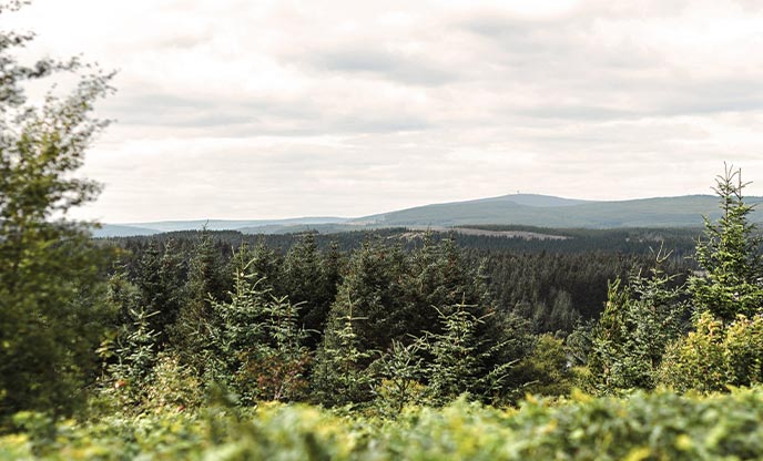 Looking across the pine treetops of Kielder Forest in Northumberland