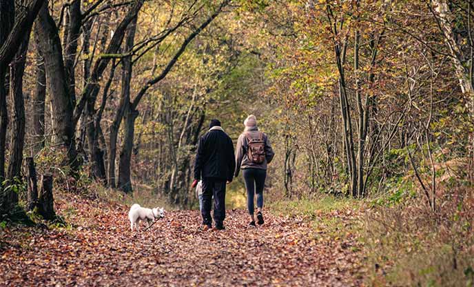 Two people and a dog walking through Sherwood Forest in autumn when the trees are golden