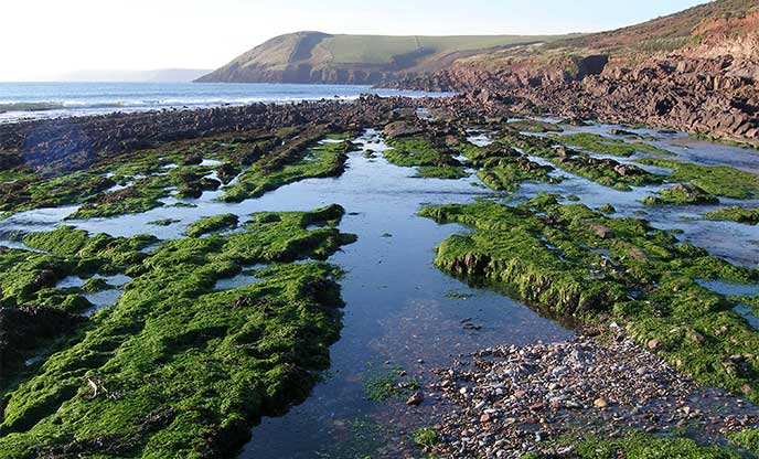 Rock pools at Manorbier Beach, Pembrokeshire by Martin Talbot