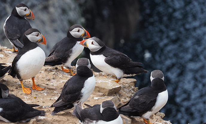 Puffins gathering on the clifftop at Skomer Island 