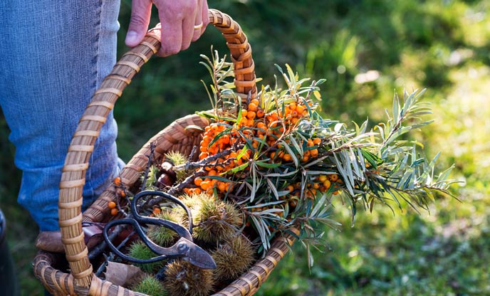 Autumn foraging guide 
