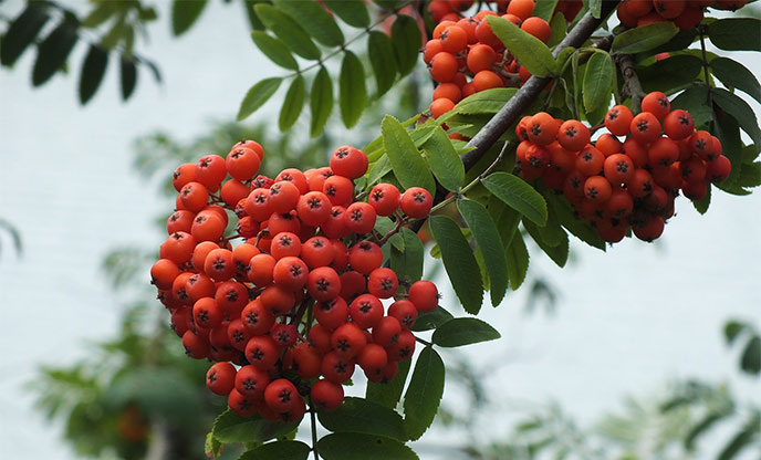 Orange and red cluster of rowan berries going on a tree