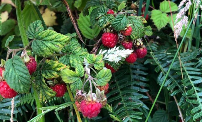 Bright red wild raspberries as they begin to ripen