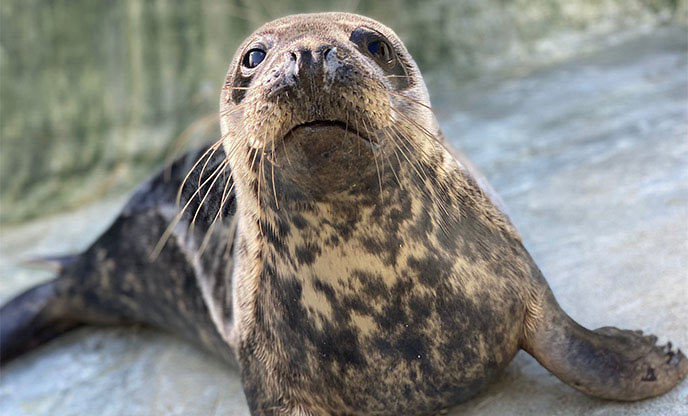 A seal at the Cornish Seal Sanctuary