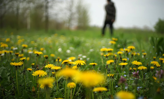 Foraging for yellow dandelion flowers