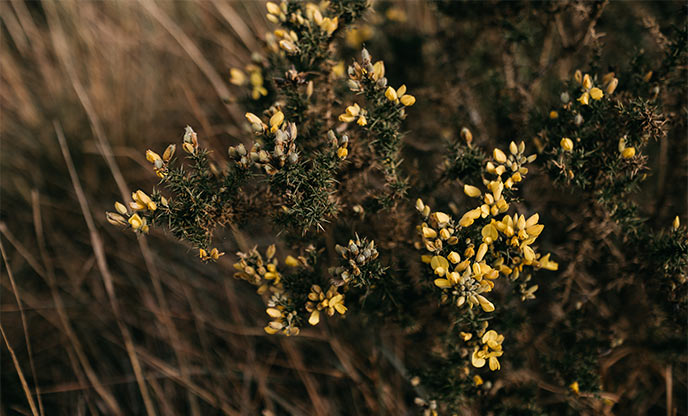 Small yellow flowers blooming on gorse branches