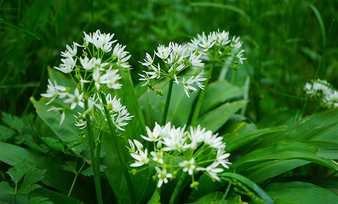 Vibrant green leave and pretty white petals of wild garlic