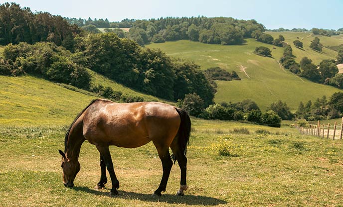 A horse grazing in the Quantock Hills on a sunny day