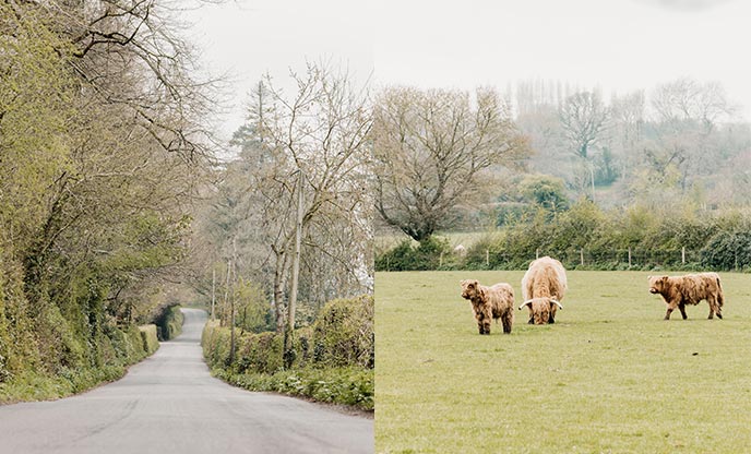 Winding country lanes (left) an fluffy cows (right)