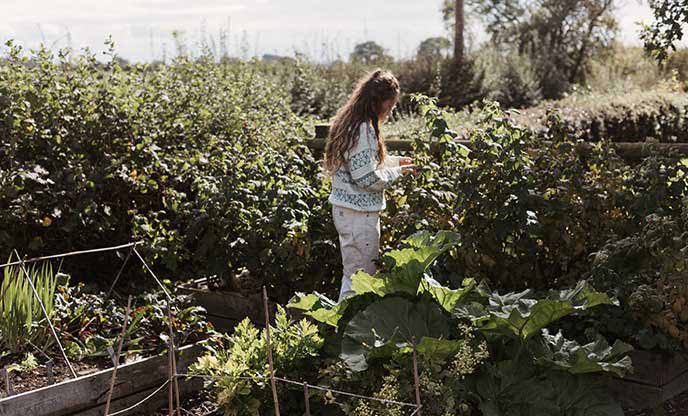 A person picking vegetables from the veggie patch