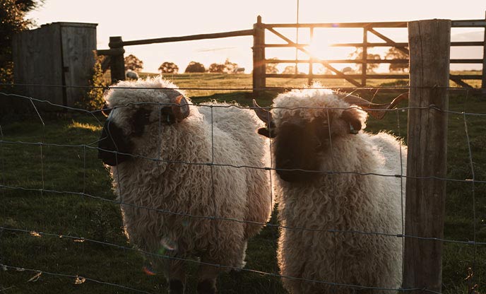 Dorris and Gwen the local sheep peering through the fence