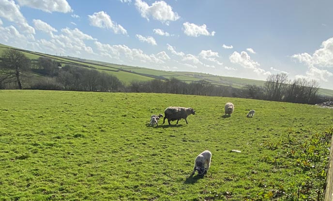 Cornish countryside and spring lambs 