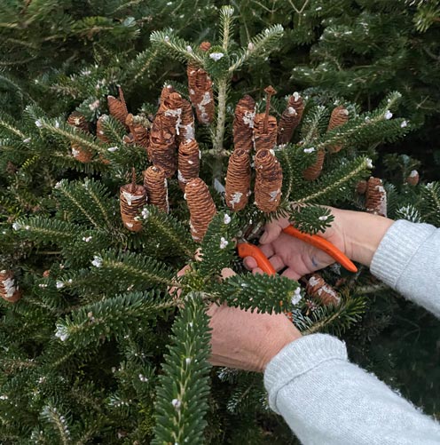 Foraging for natural foliage to create your Christmas wreath 